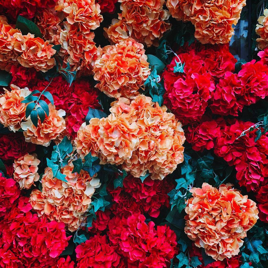 Red And Orange Floral Arrangement Photography Wallpaper