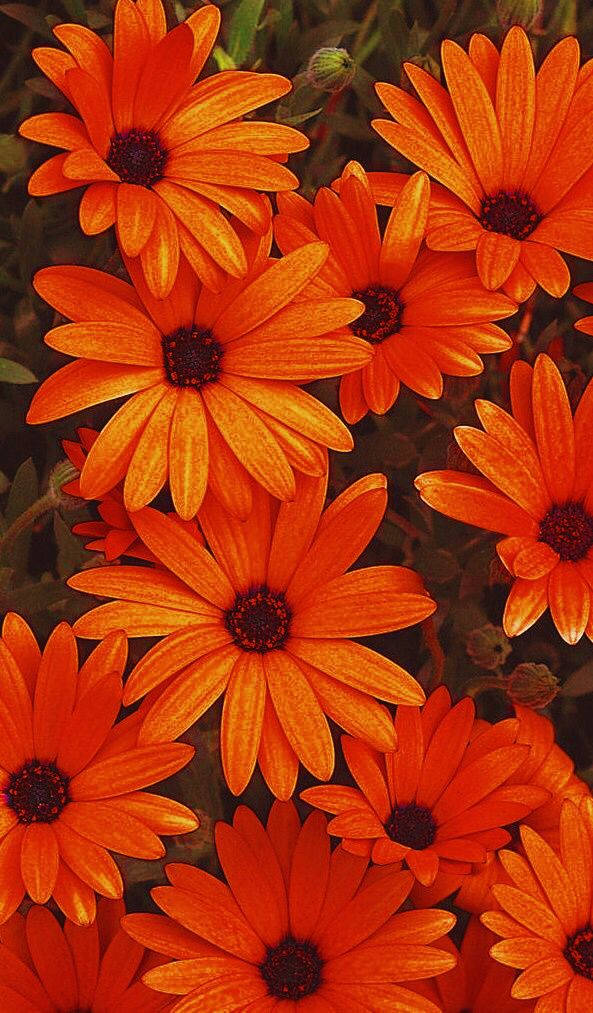 Realistic Orange Floral Painting Wallpaper