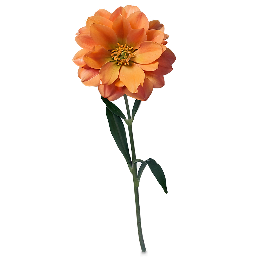 Orange Flower D PNG