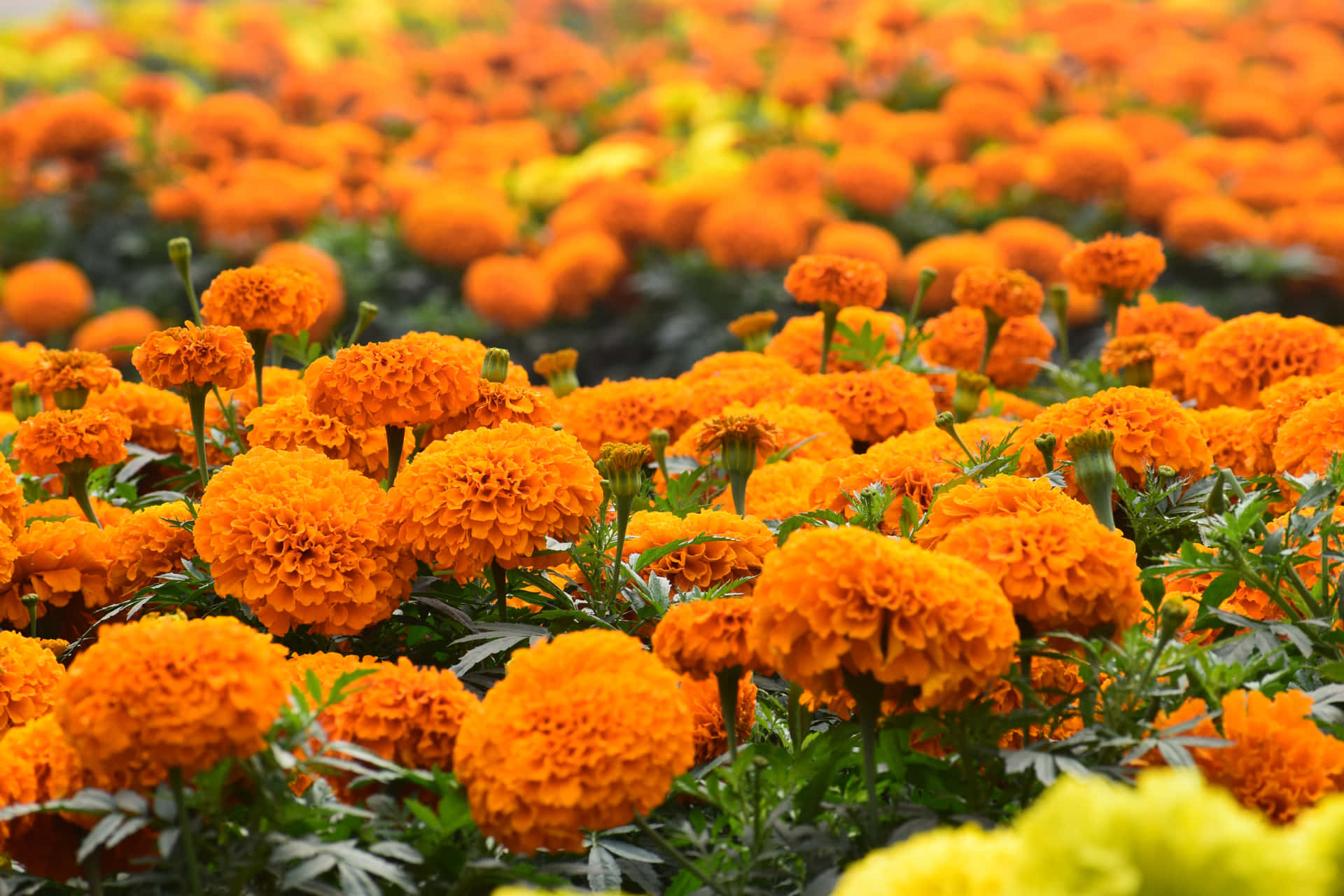 Orange Flower Field Of Marigolds Wallpaper