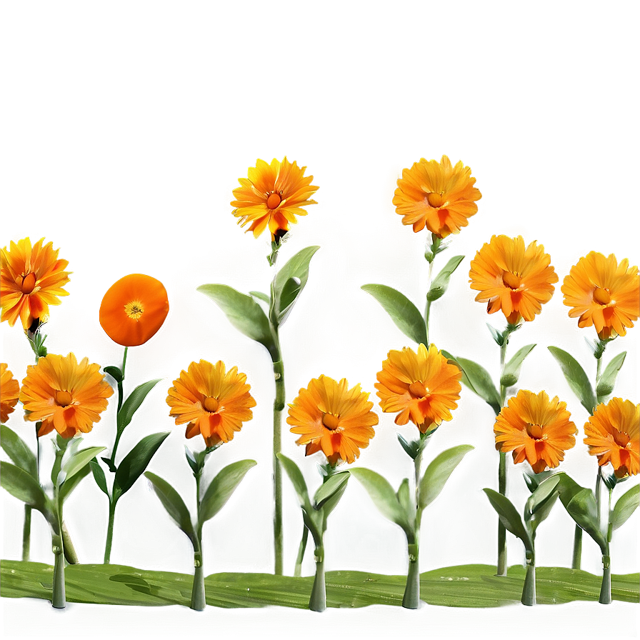 Orange Flower Field Png 06122024 PNG