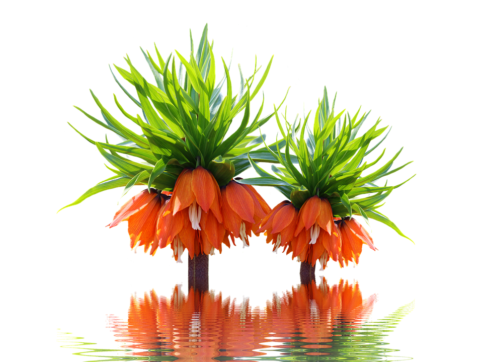 Orange Flower Green Leaves Reflection PNG