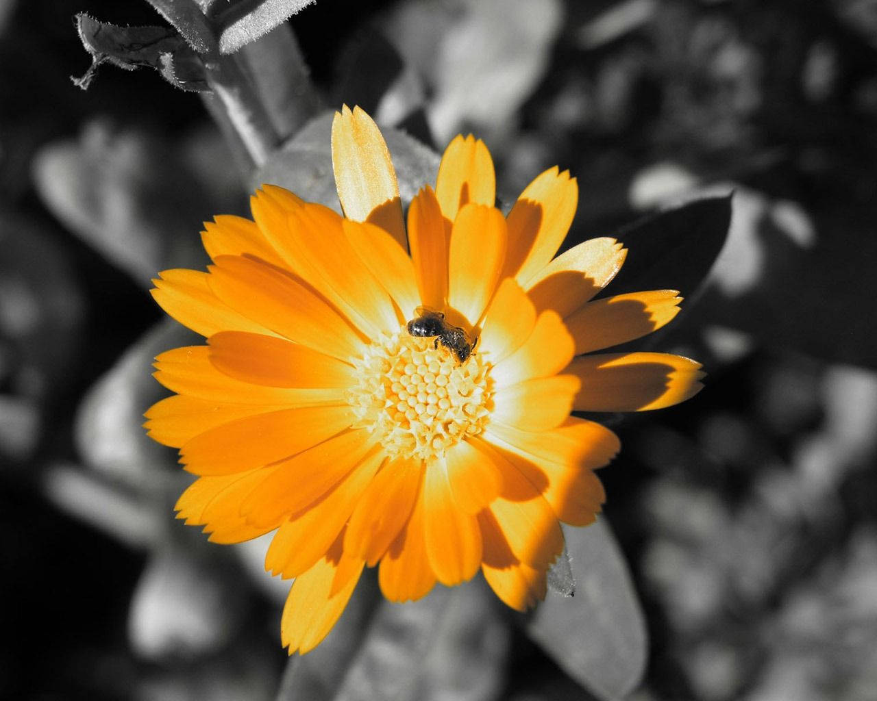 Orange Flower Highlight