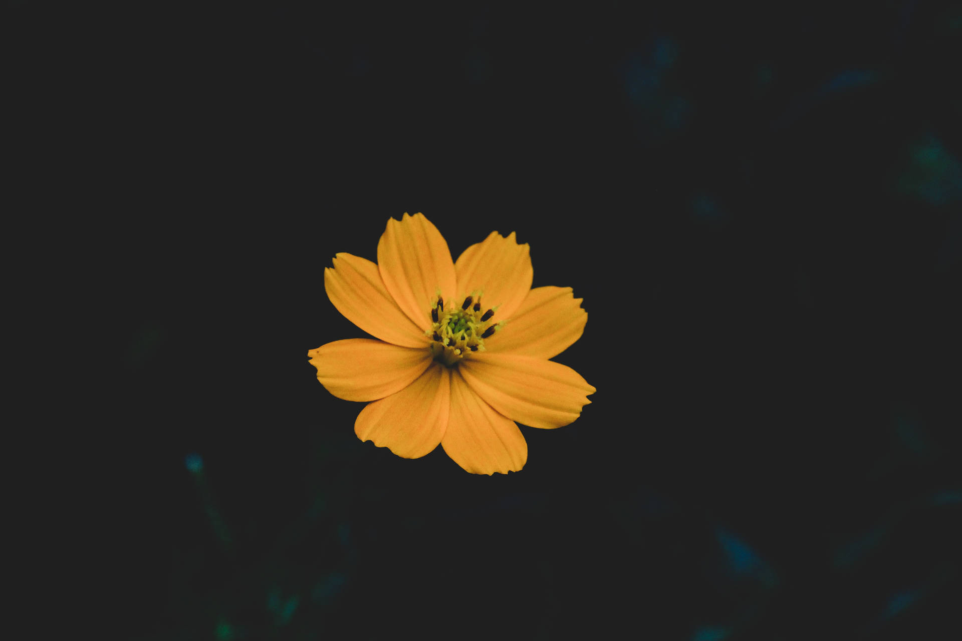 Orange Flower In Black Screen Picture