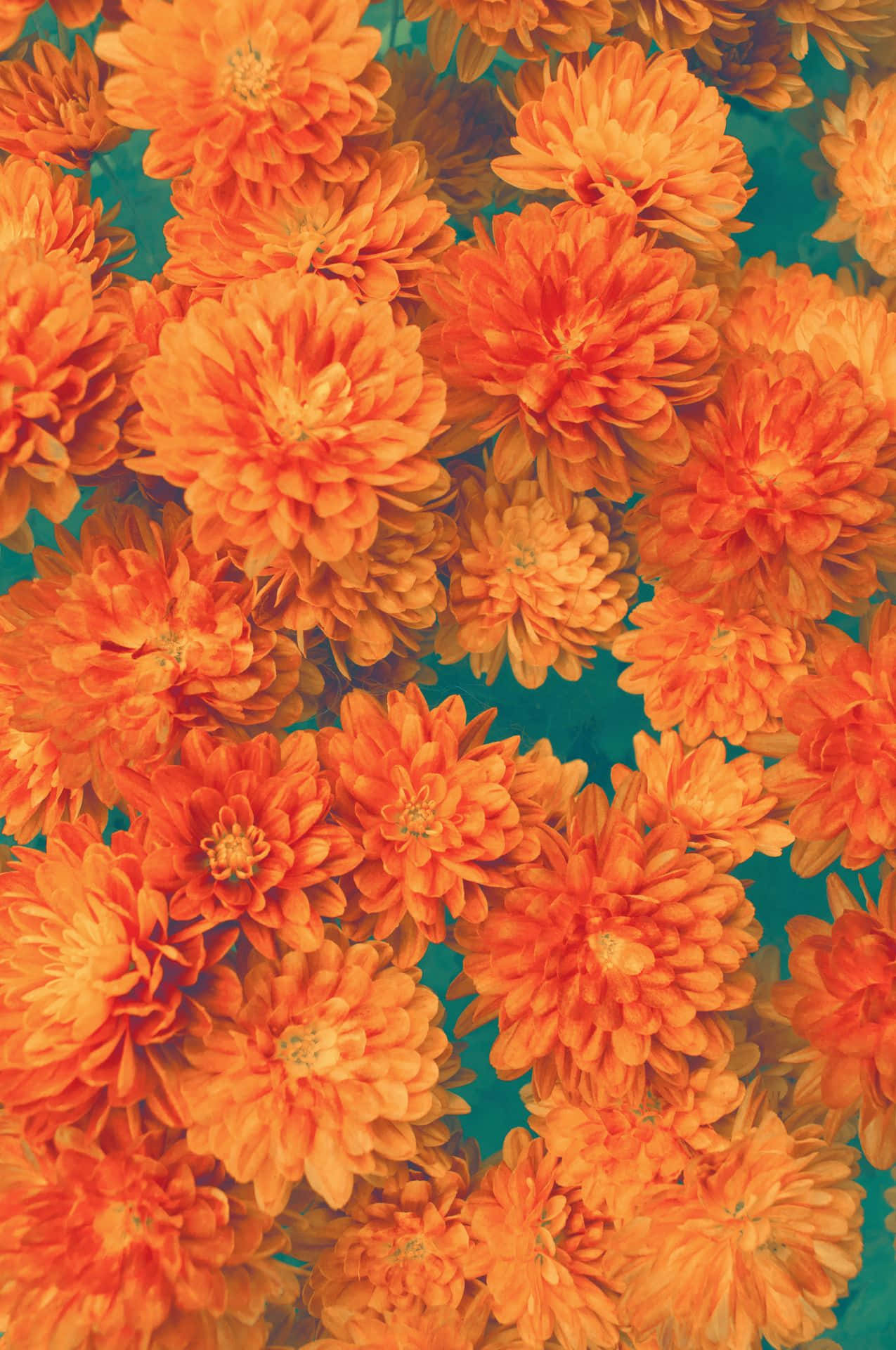 Orange Flower Over A Green Background Wallpaper