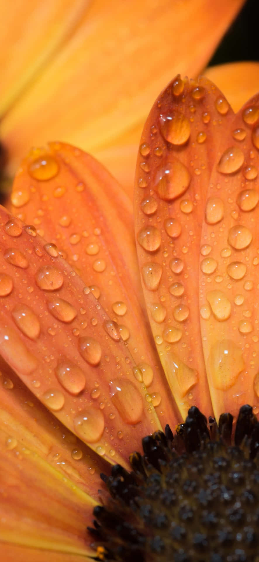 Oranje Bloem Waterdruppels Close-up Achtergrond