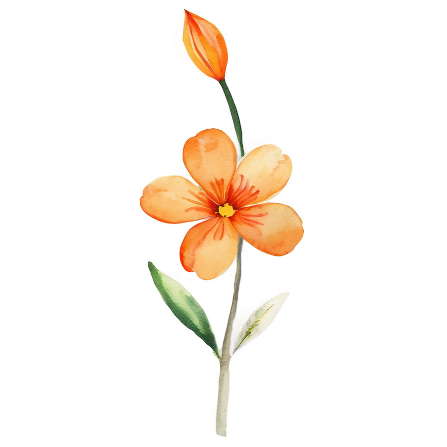 Orange Flower Watercolor Png Mov72 PNG