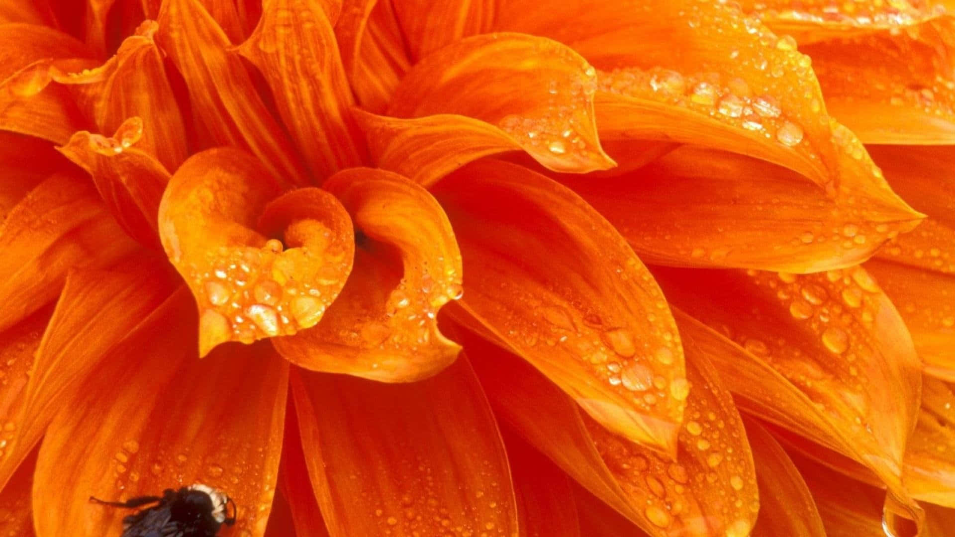 Orange Flower Wet Petals Wallpaper