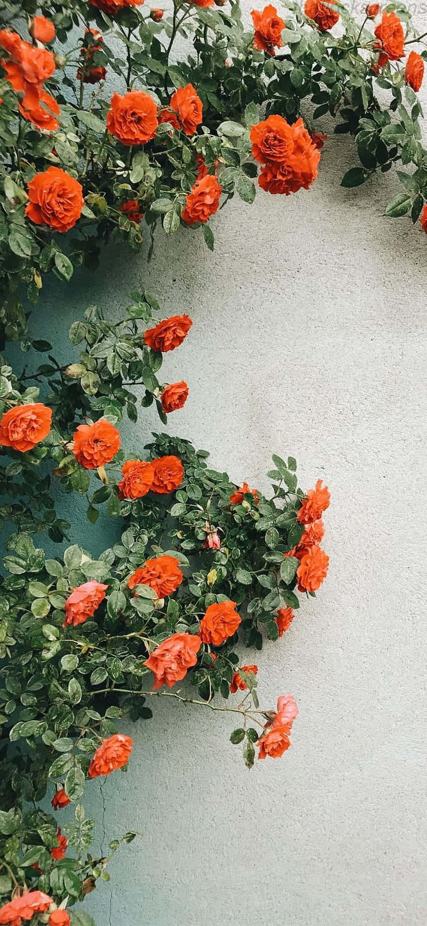 Orange Flowers Climbing A Wall Wallpaper