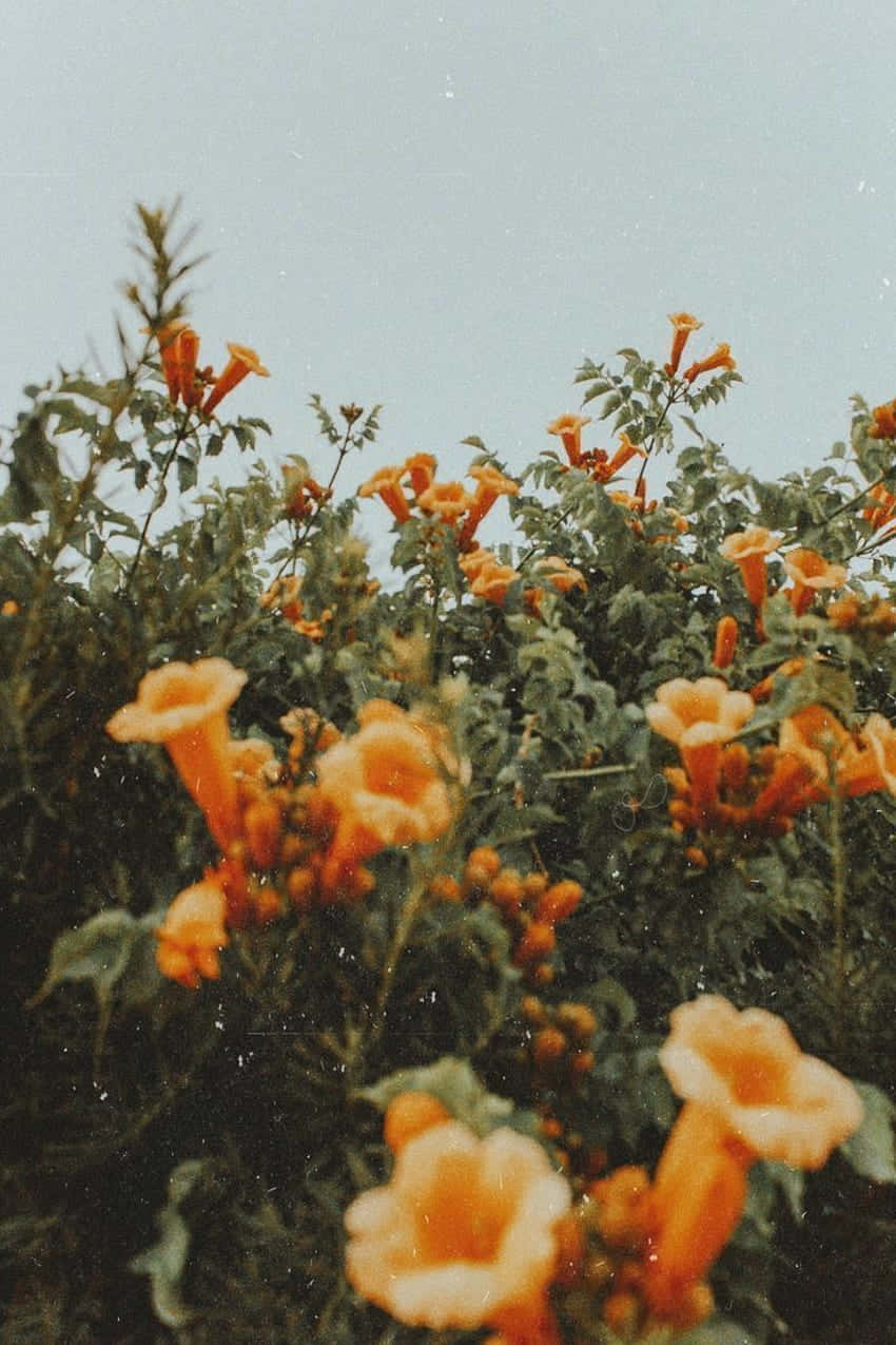 Orange Flowers Grunge Aesthetic.jpg Wallpaper