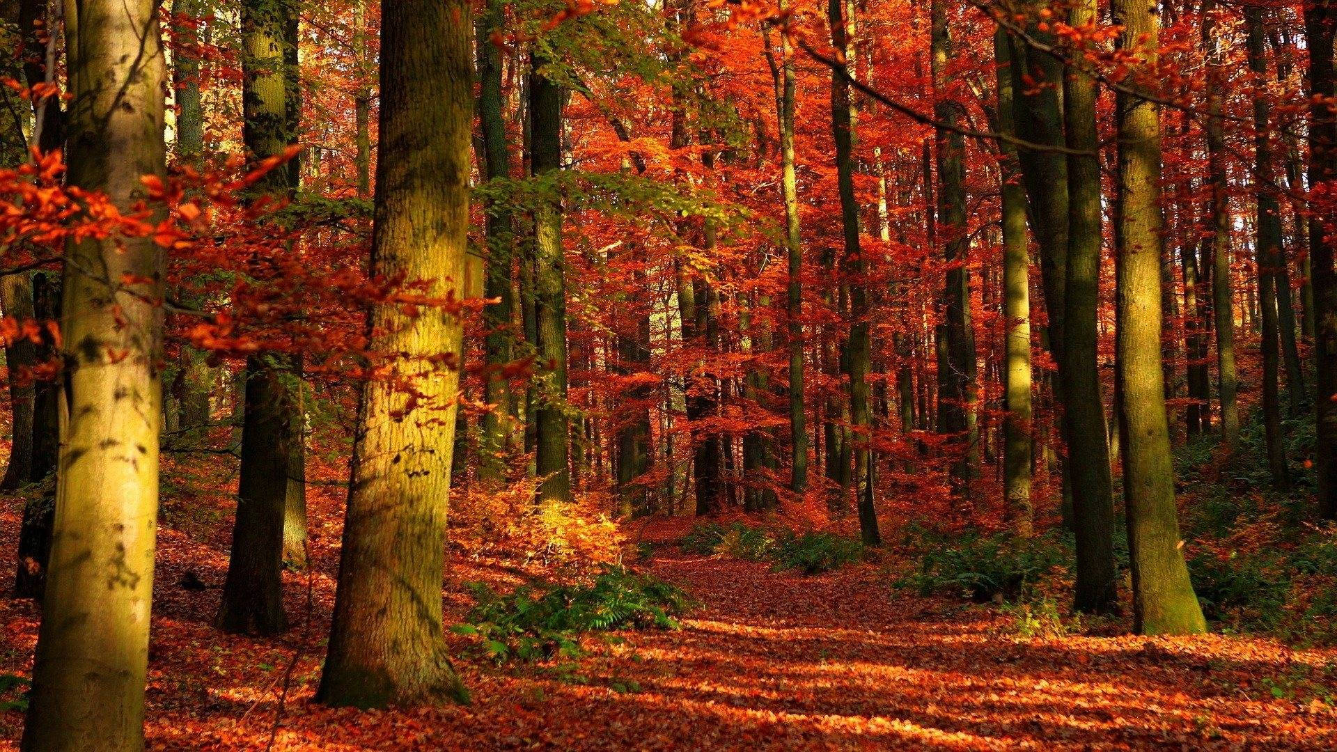 Orange Forest Fall Season Hd