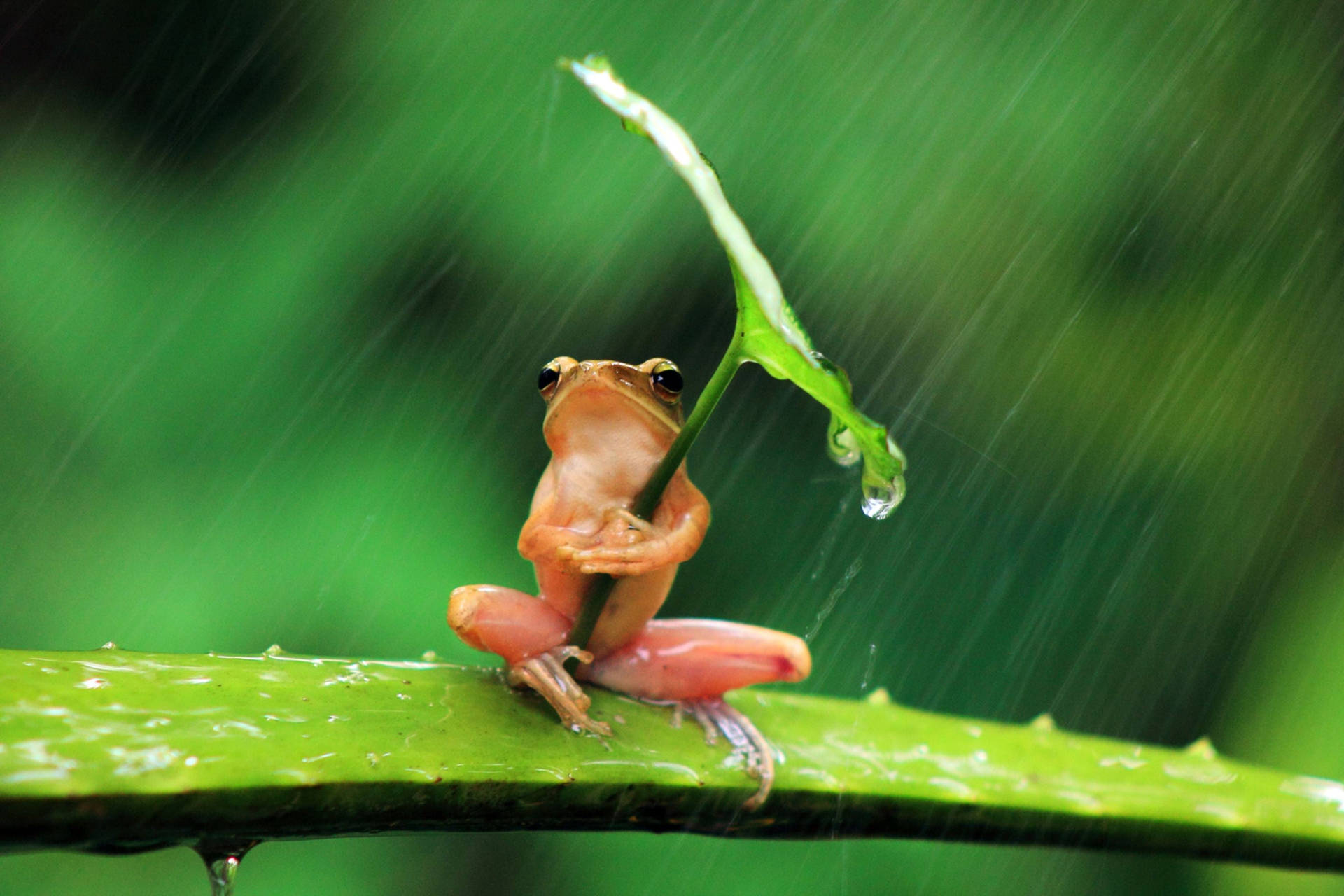 Orange Frog Most Beautiful Rain