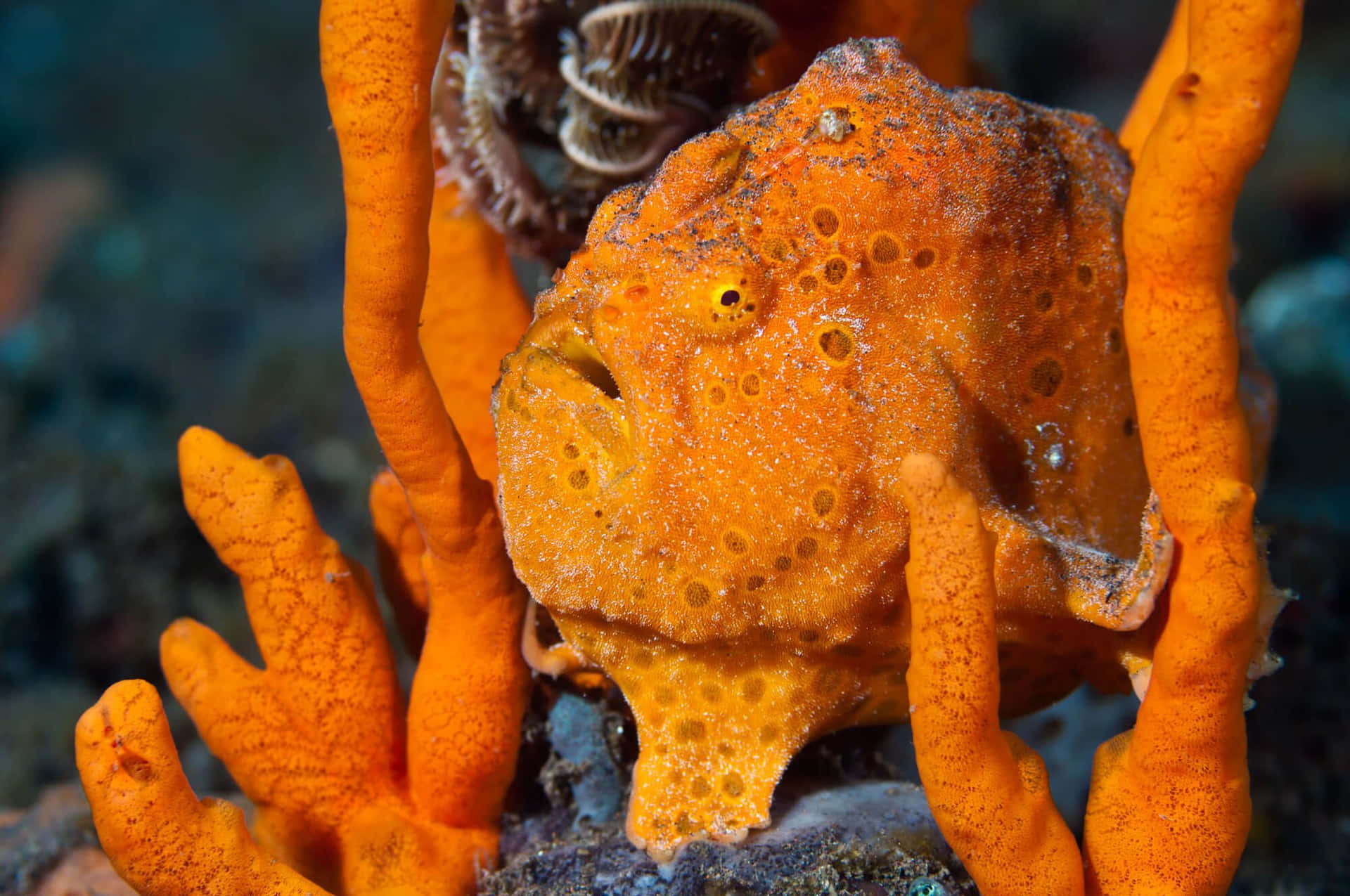 Orange Frogfish Camouflaged Among Coral Wallpaper