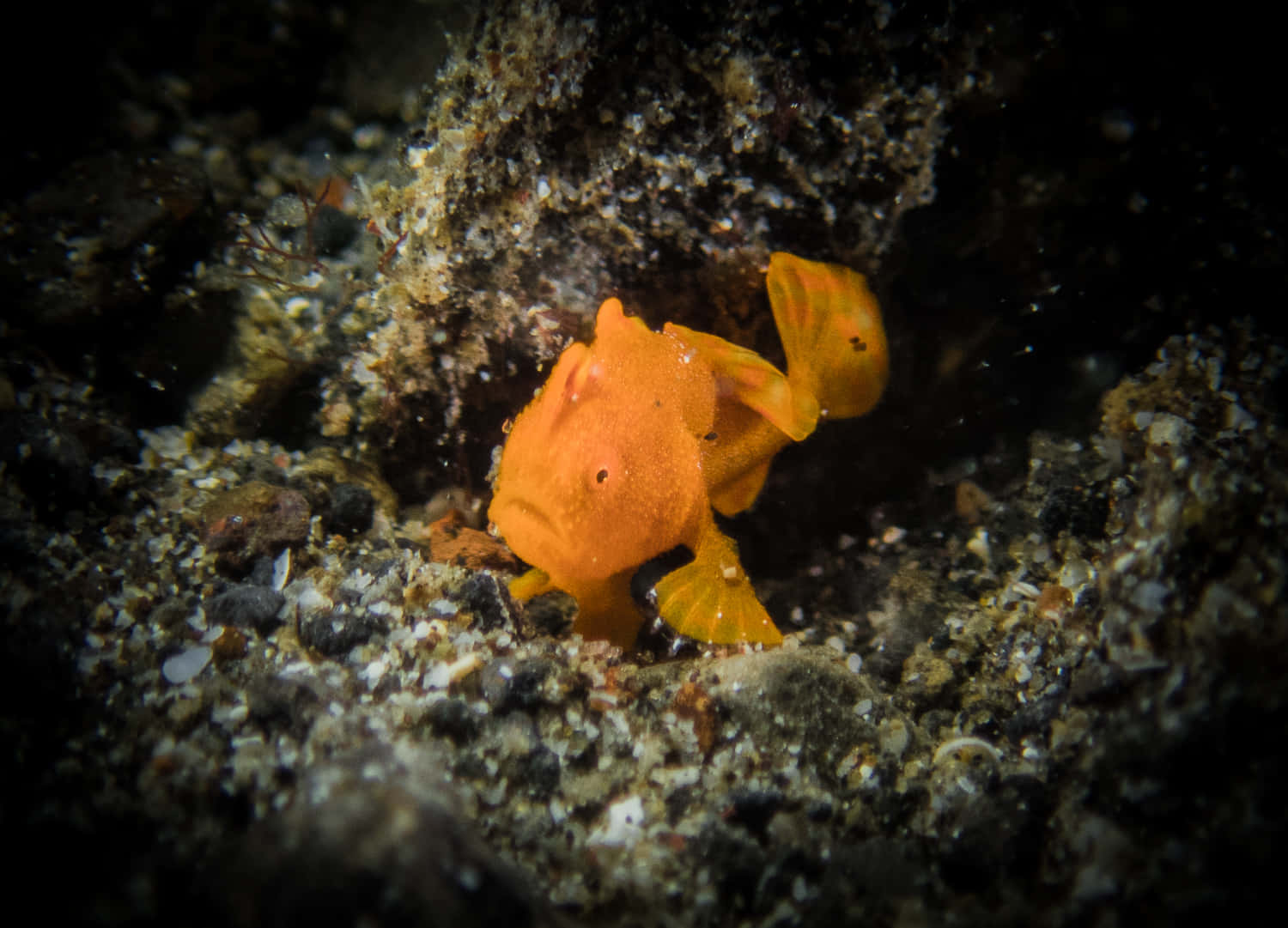 Orange Frogfish Camouflagedon Seabed.jpg Wallpaper