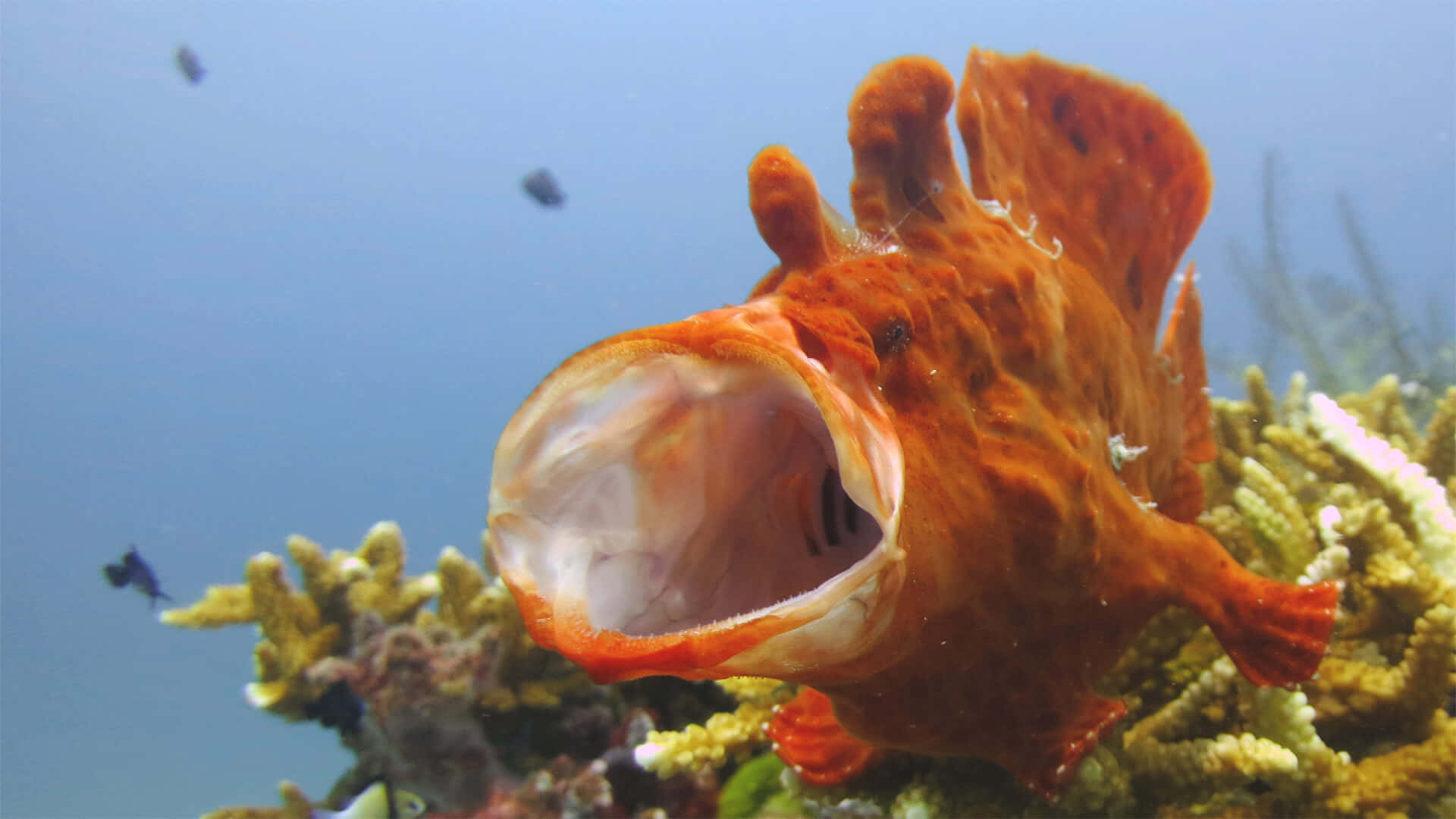 Orange Frogfish Open Mouth Underwater Wallpaper