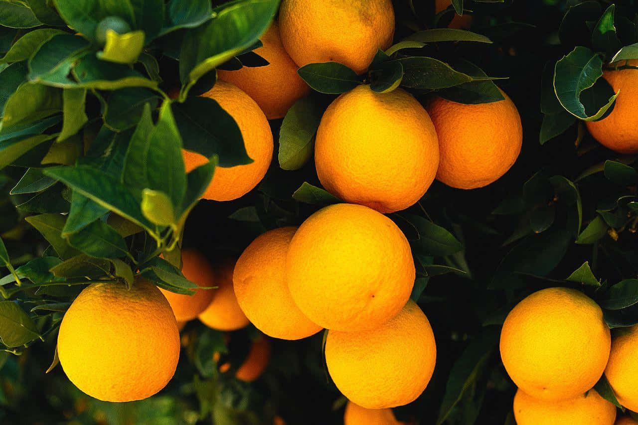 A Luminous Orange Fruit Background
