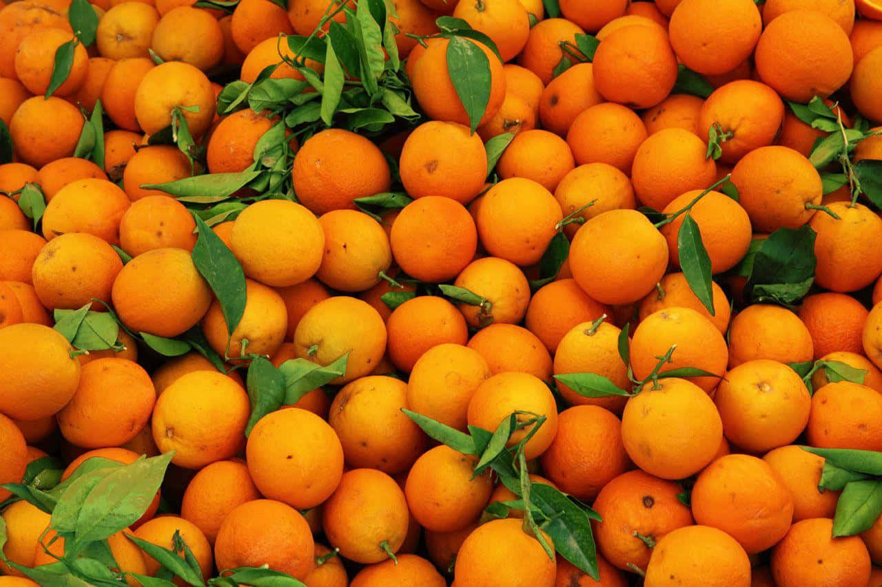 Freshly picked oranges in vibrant colors