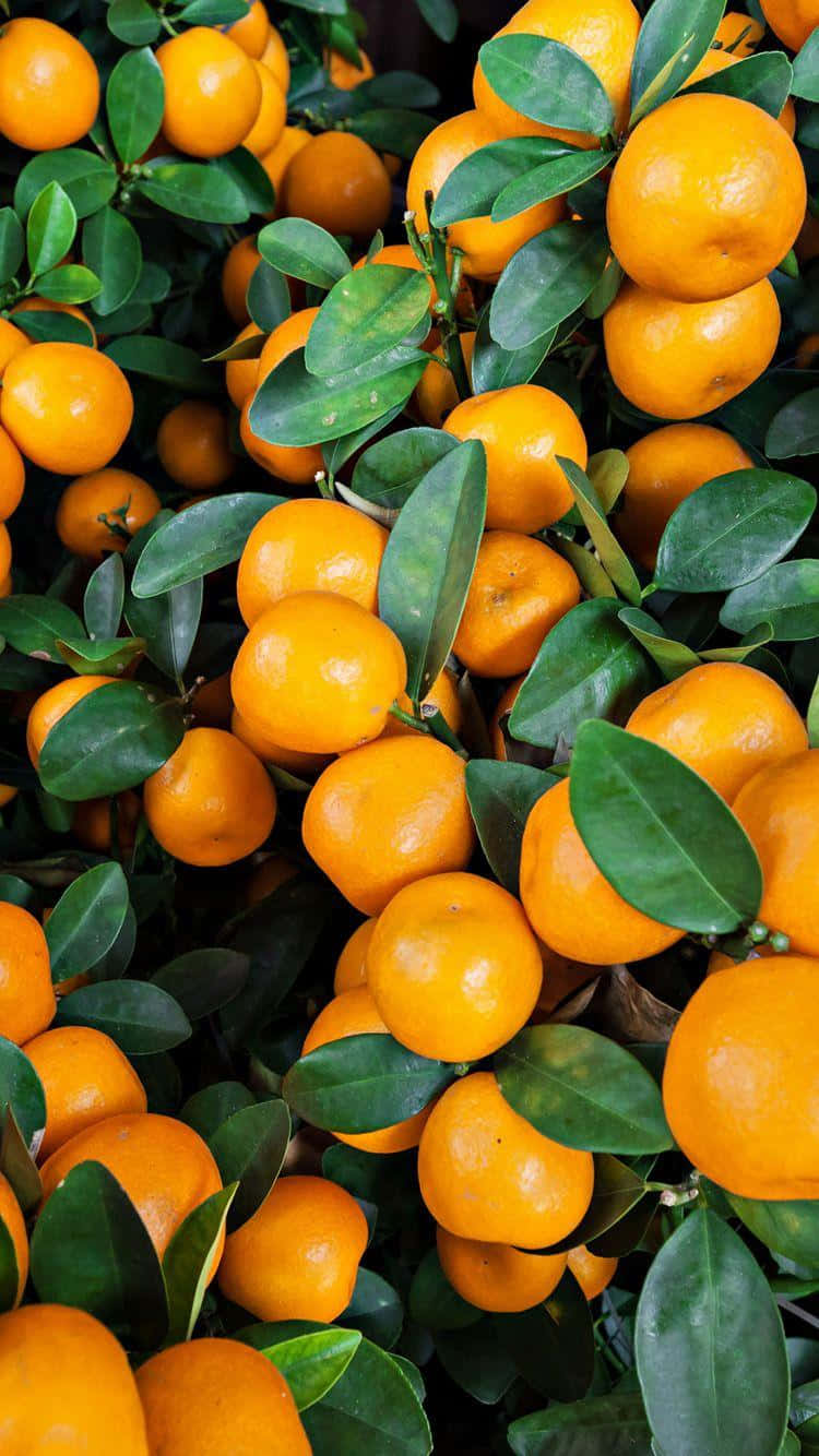 Fresh and Vibrant Orange Fruit