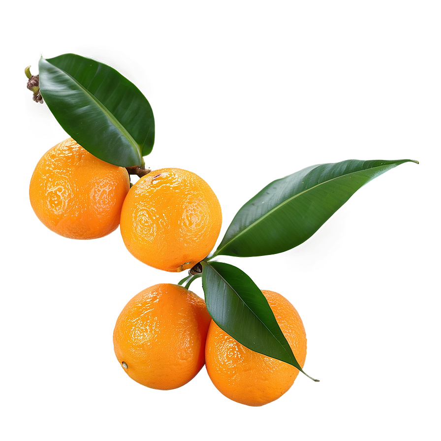 Orange Fruit Branch Png Jgp35 PNG