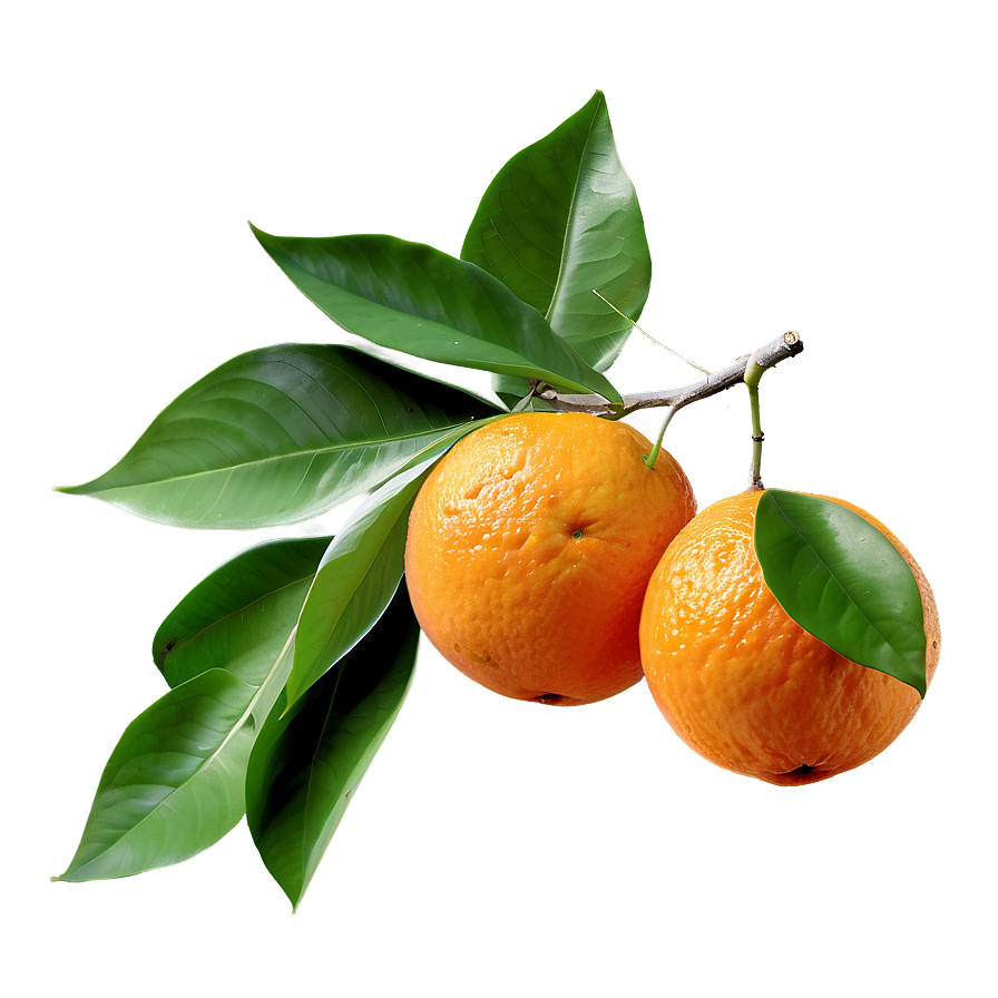 Orange Fruit Branch Png Squ PNG