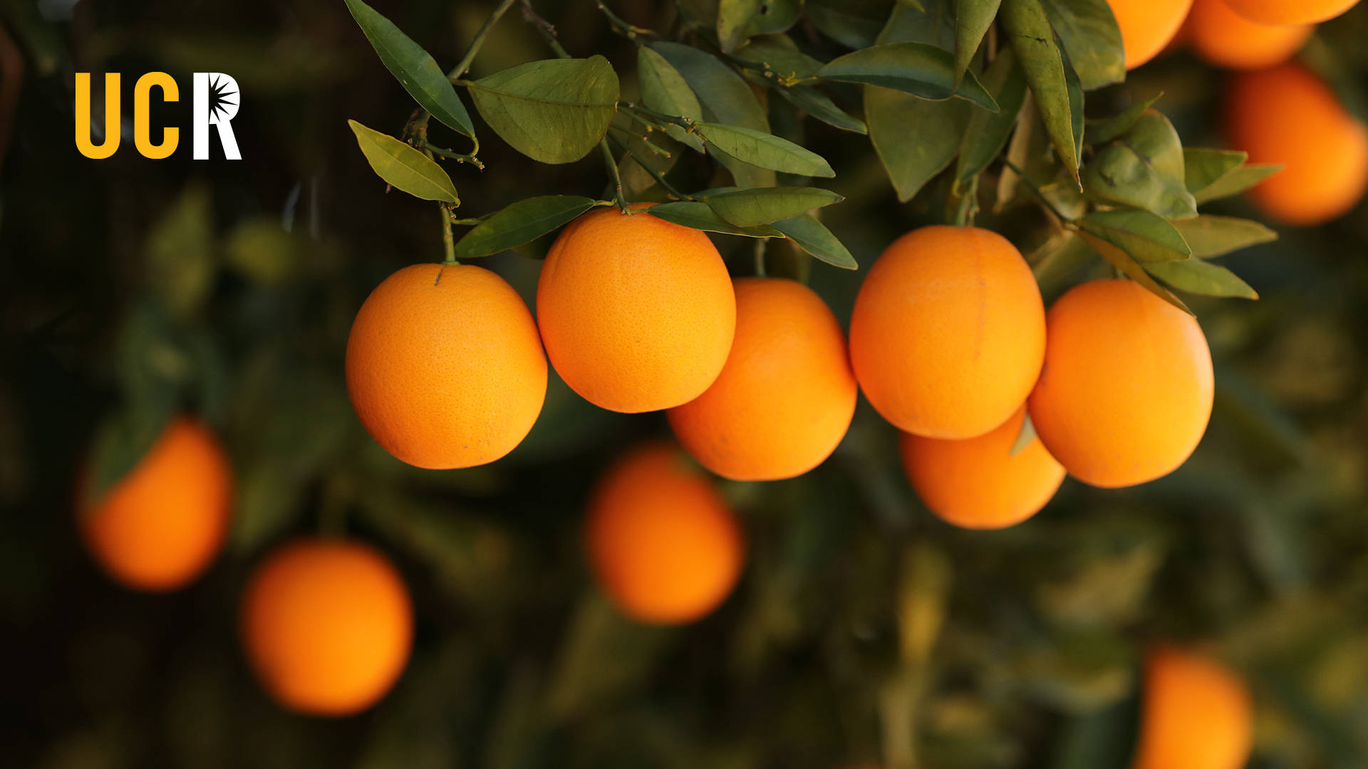 Fruttad'arancia Sugli Alberi A Ucr Sfondo