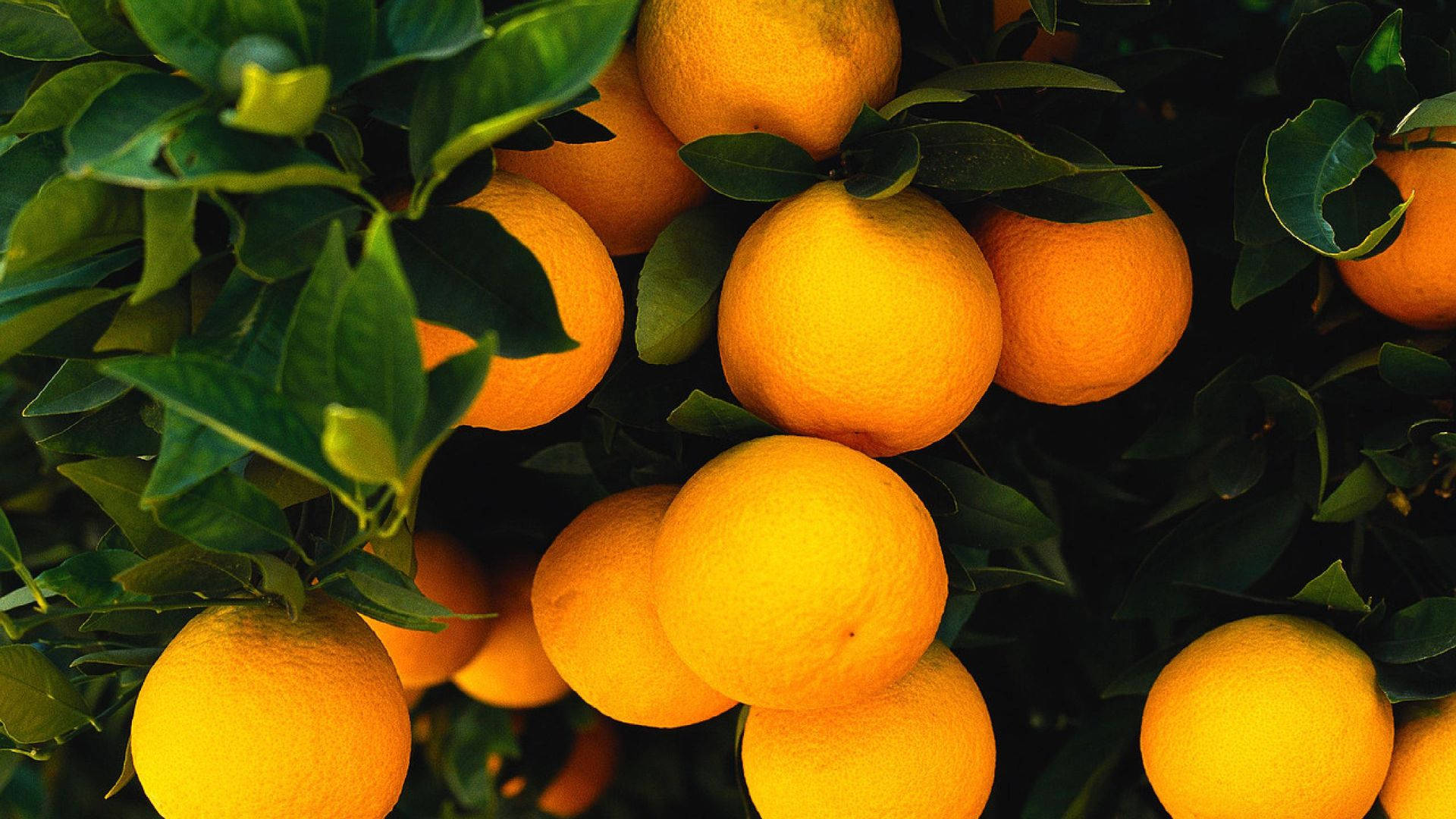 Orange Fruits On A Tree
