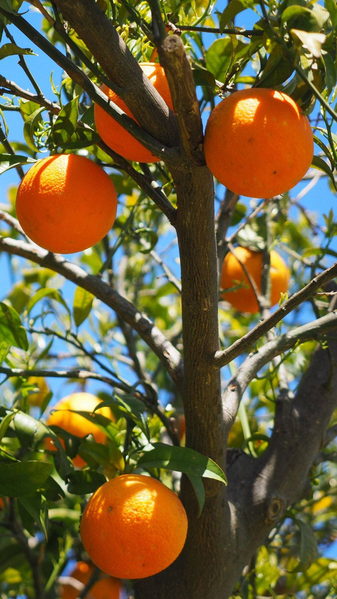 Orange Fruits On Tree