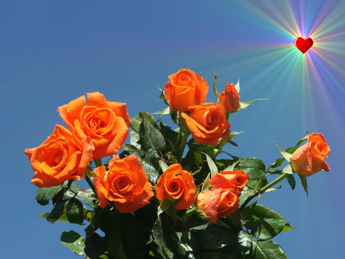 Orange Garden Rose Bouquet Heart Sun Wallpaper