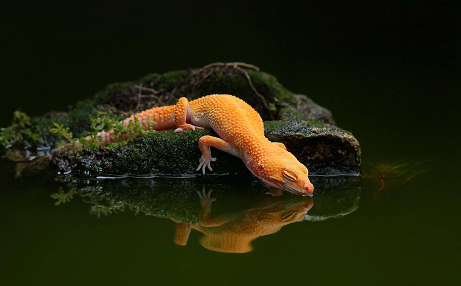 Orange Gecko Drinking Lake Water Background