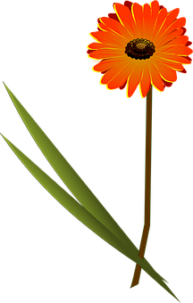 Orange Gerbera Daisy Vector PNG