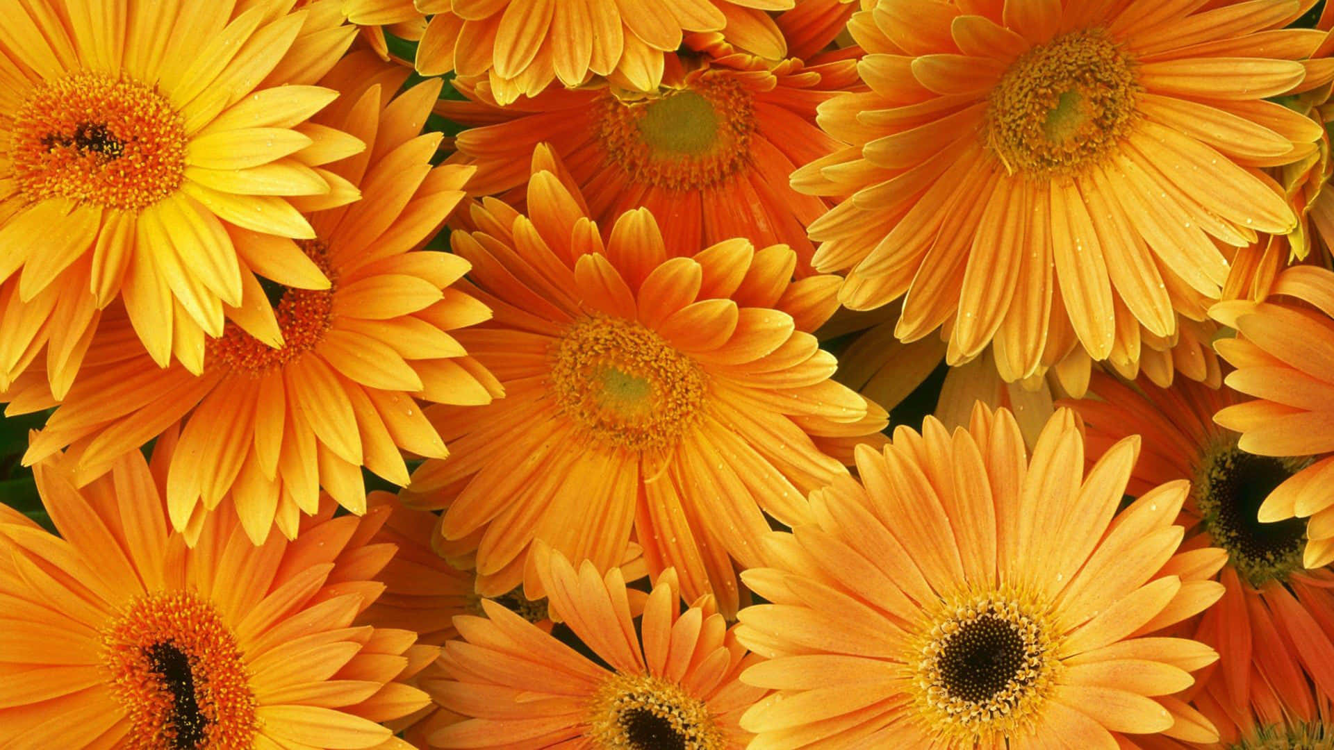 Orange Gerbera Flowers Wallpaper