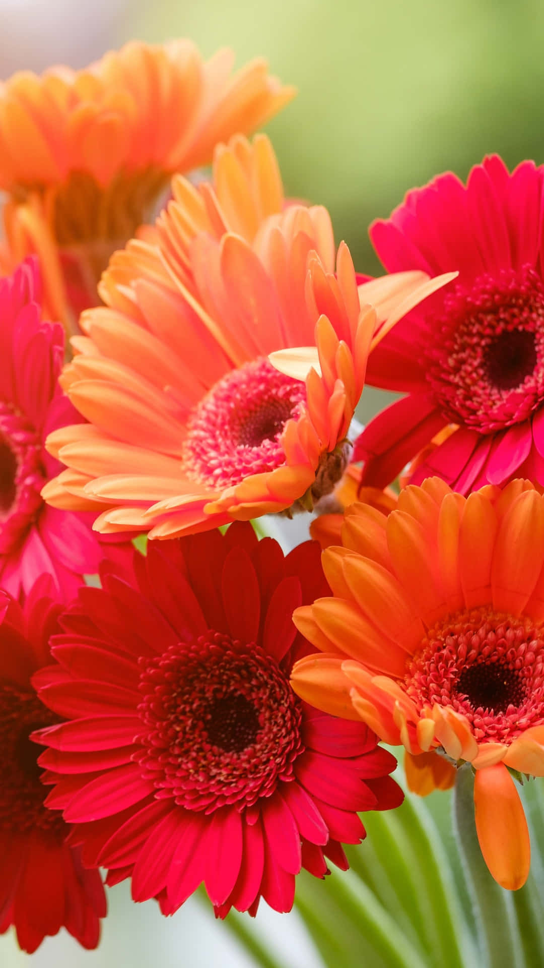 180 Gerbera HD Wallpapers and Backgrounds