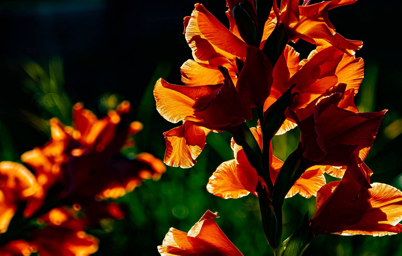 Orange Gladiolus blomster udblomstrer dramatisk på en mørkegrå baggrund. Wallpaper