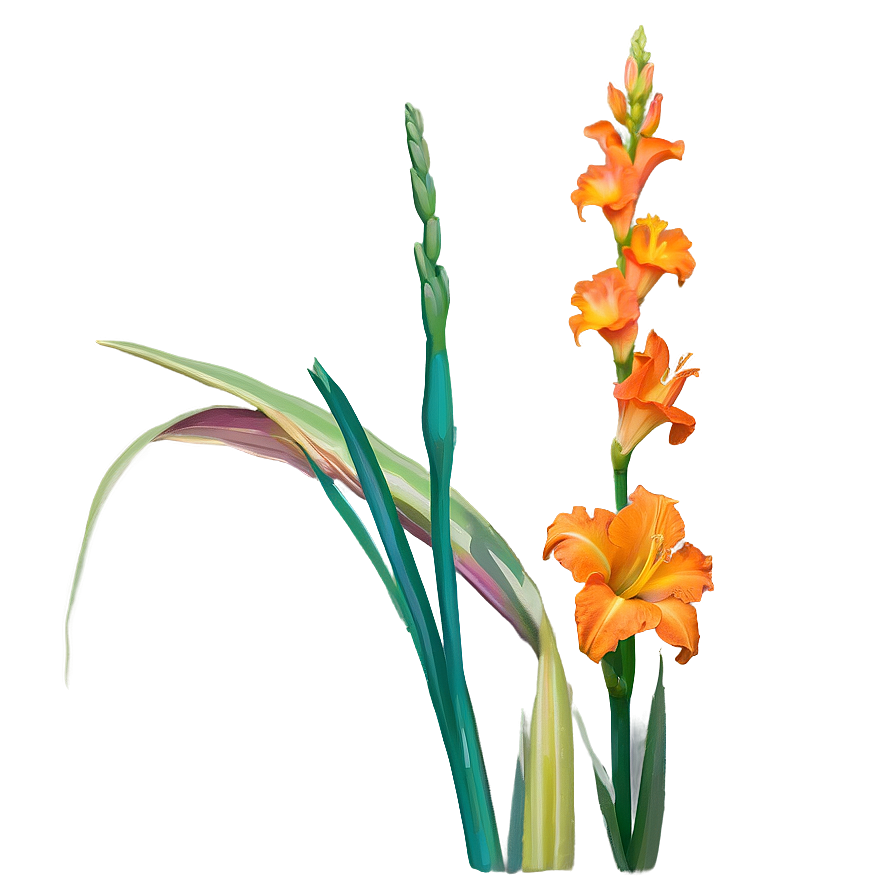 Orange Gladiolus Grace Png 06122024 PNG