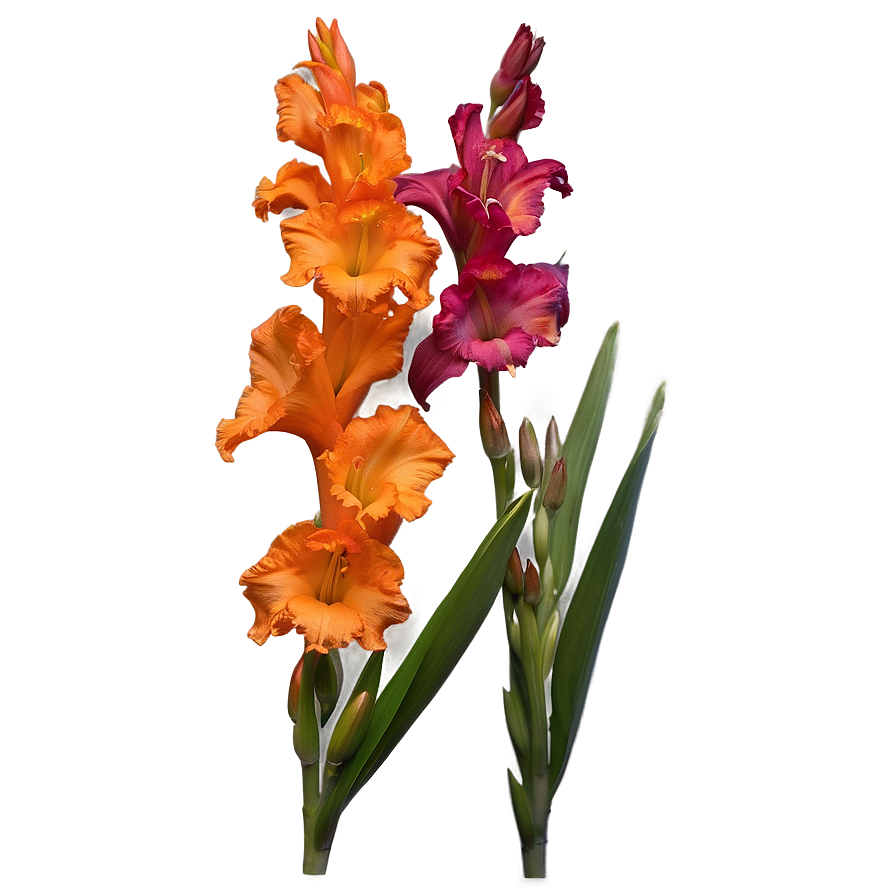 Orange Gladiolus Grace Png 3 PNG