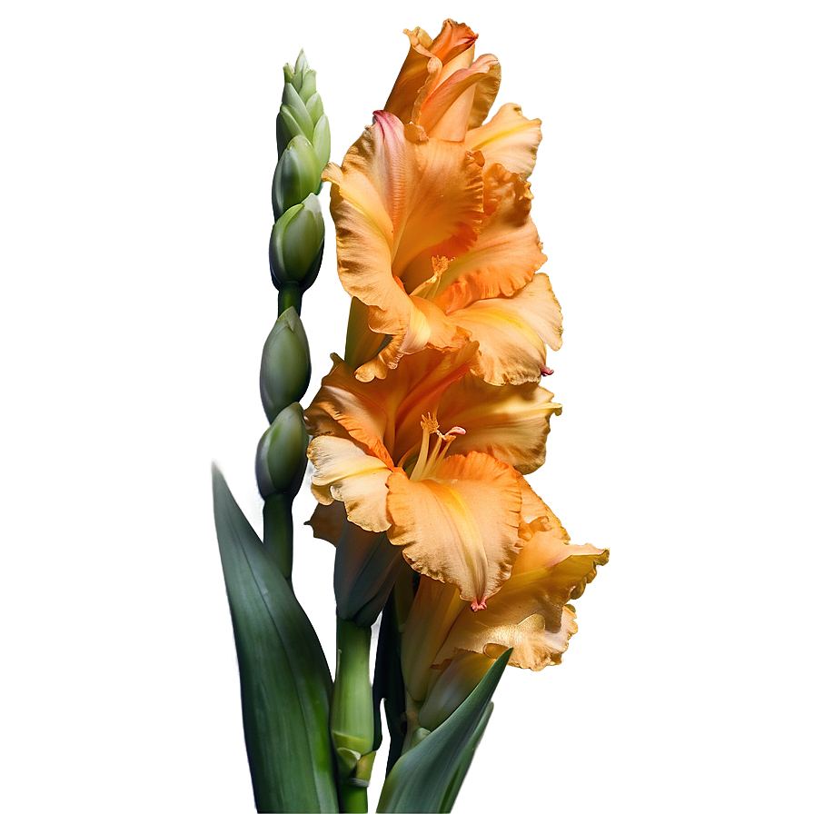 Orange Gladiolus Grace Png Csn84 PNG