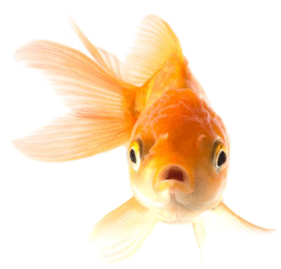 Orange Goldfish Front View Transparent Background PNG