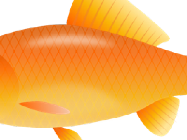 Orange Goldfish Illustration.png PNG
