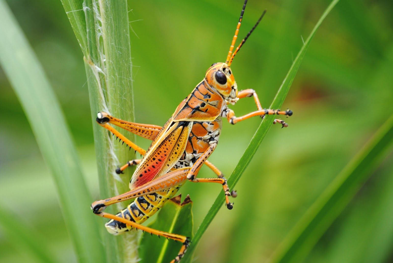Orange Green Grasshopper Wallpaper