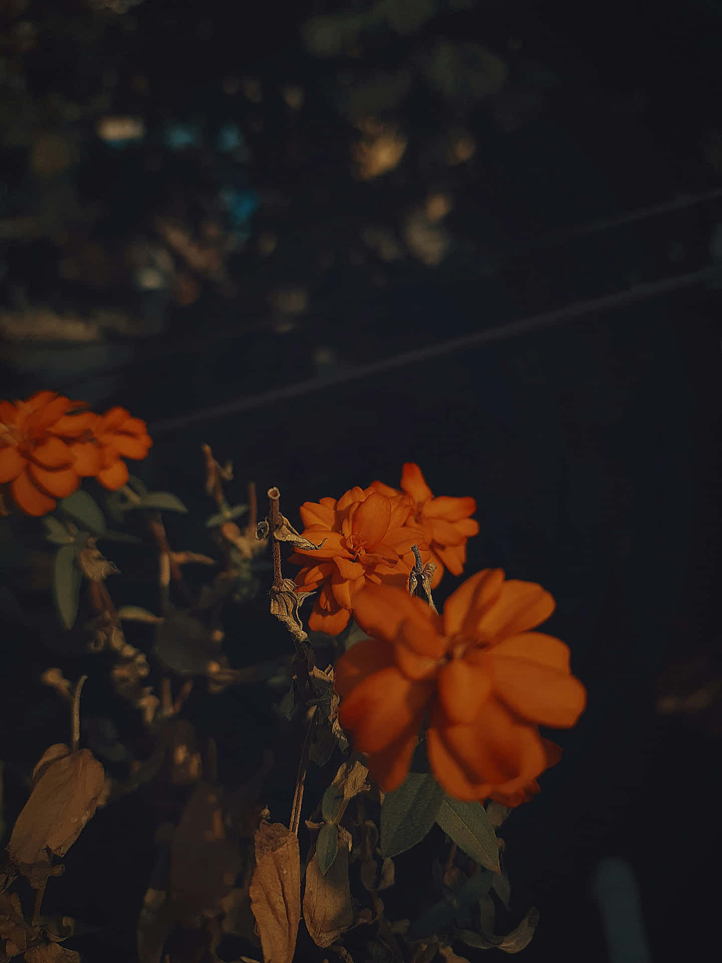 Orange Grunge Floral Aesthetic Wallpaper