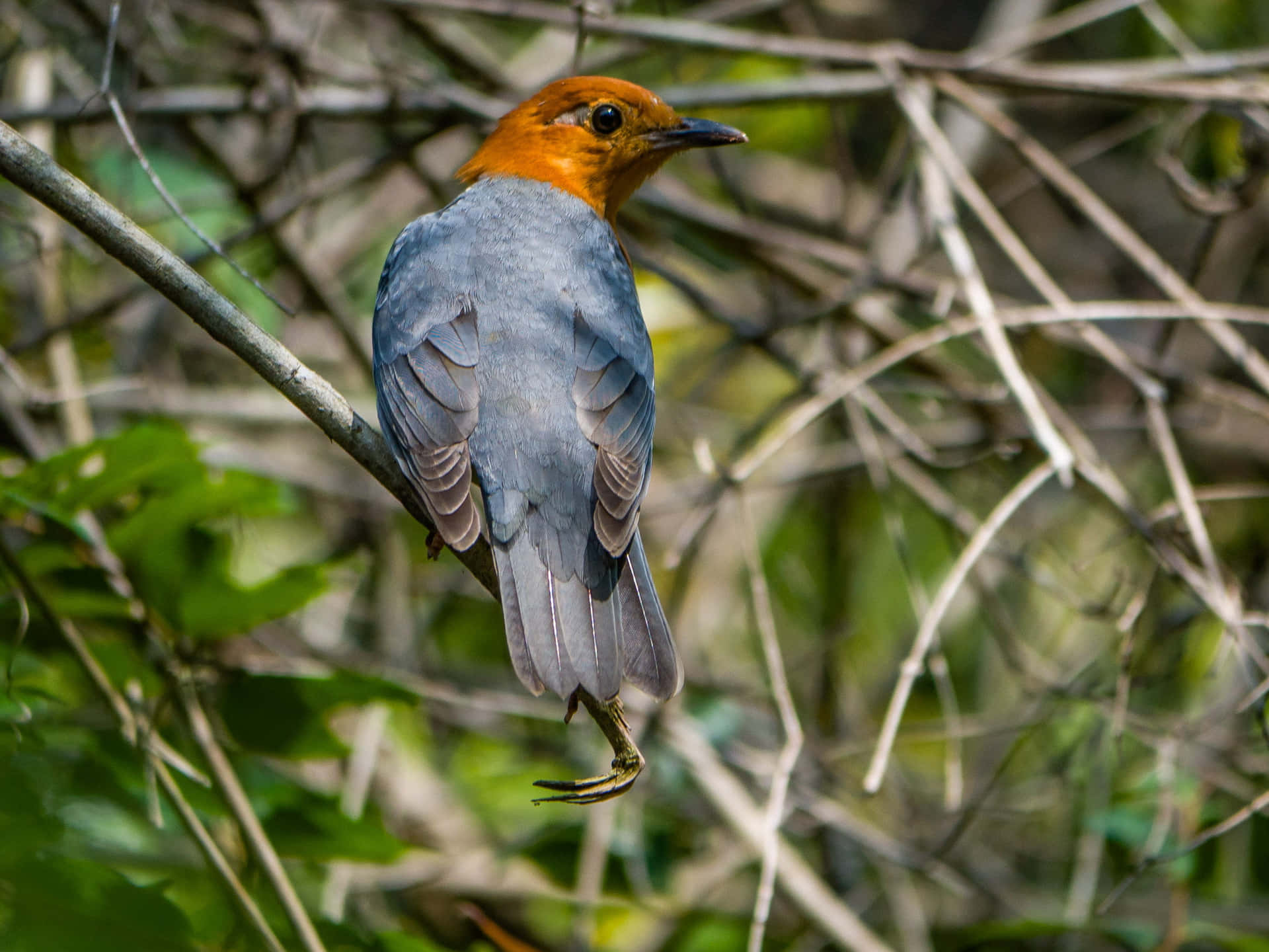 Orange Headed Thrush Perched In Nature.jpg Wallpaper