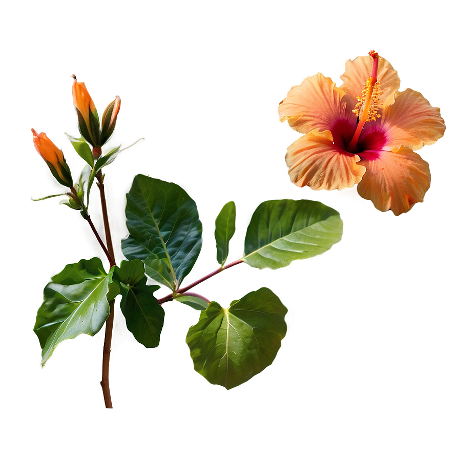 Orange Hibiscus Beauty Png Cqd PNG