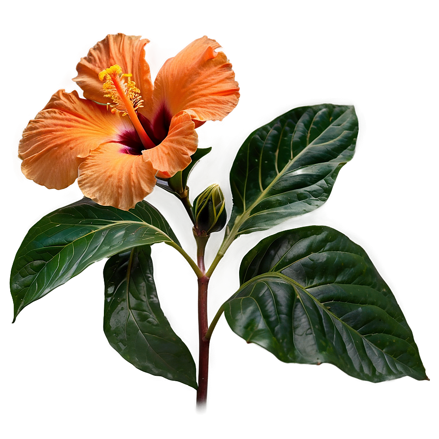 Orange Hibiscus Beauty Png Fhc79 PNG