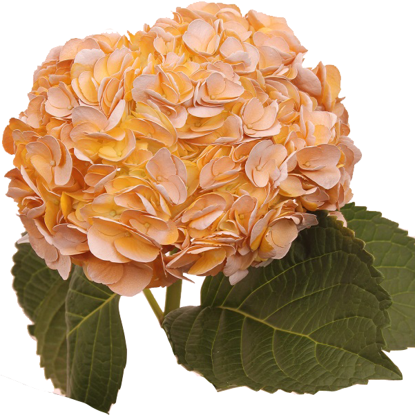 Orange Hydrangea Bloom PNG