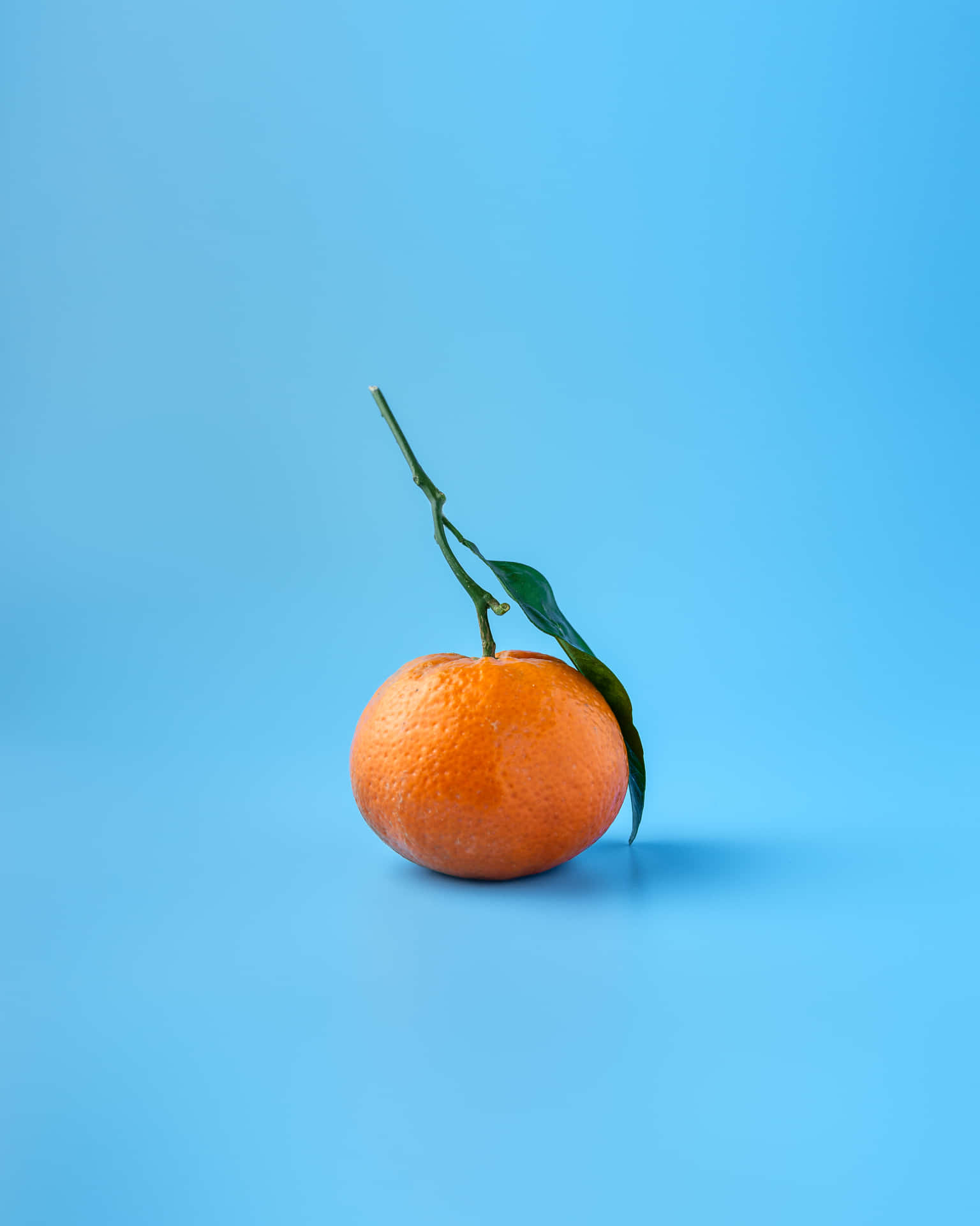 Single Fruits Of Orange iPhone Wallpaper