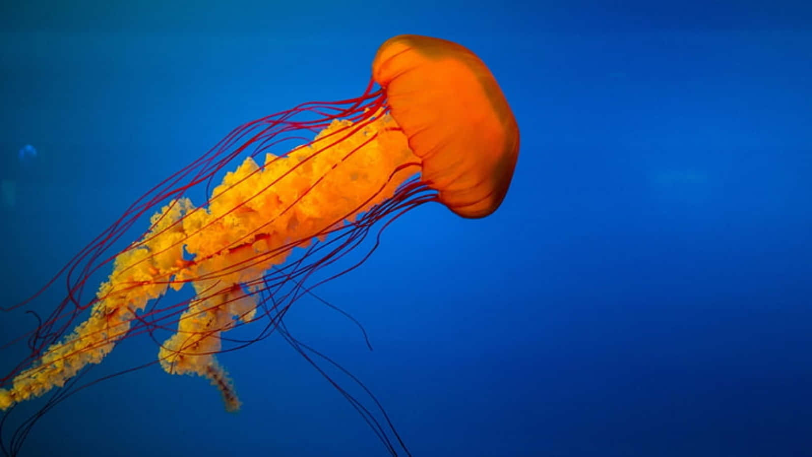 Orange Jellyfish Blue Water Background Wallpaper