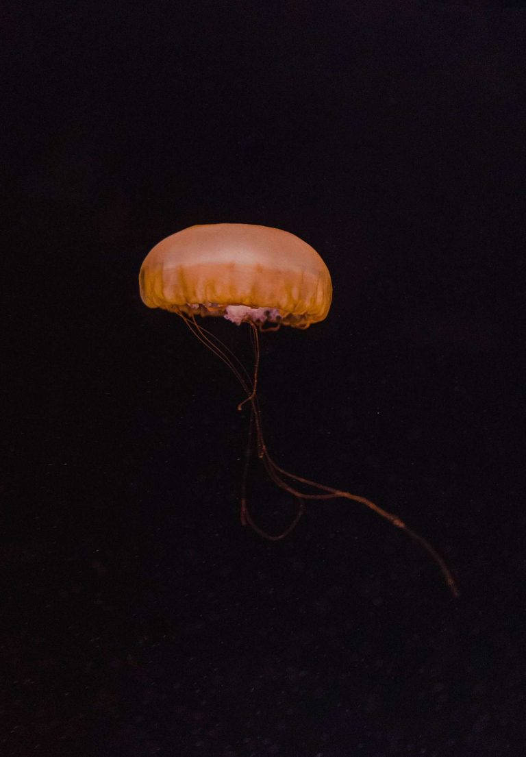 Orange Jellyfish Ipad 2021 Picture