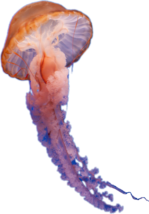 Orange Jellyfish Underwater Photography.png PNG