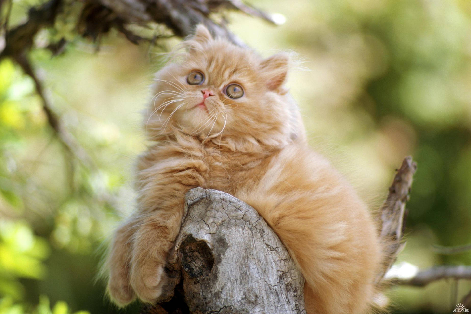 Orange Kitten On The Tree Wallpaper