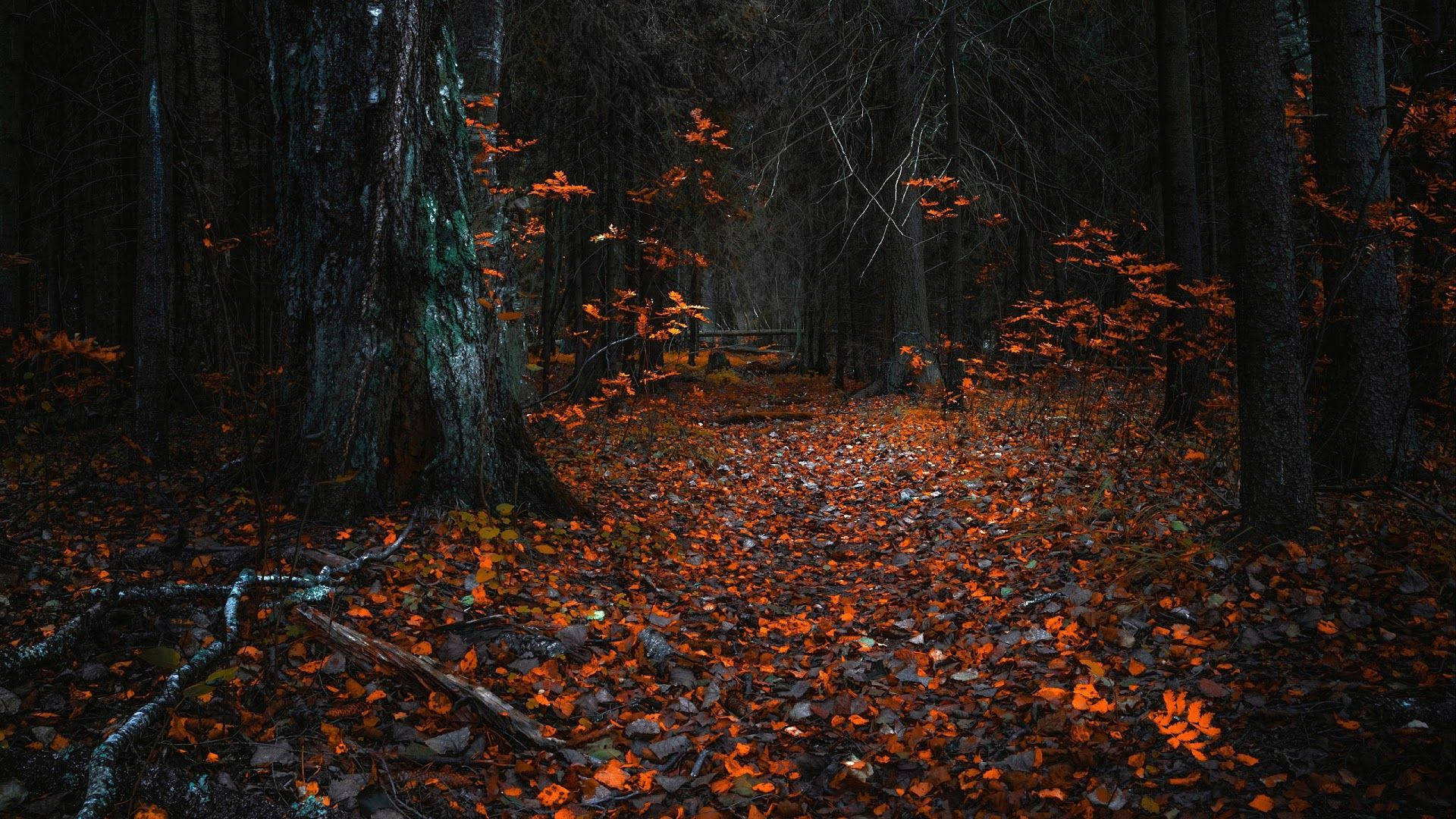 Orange Leaves Forest Uhd